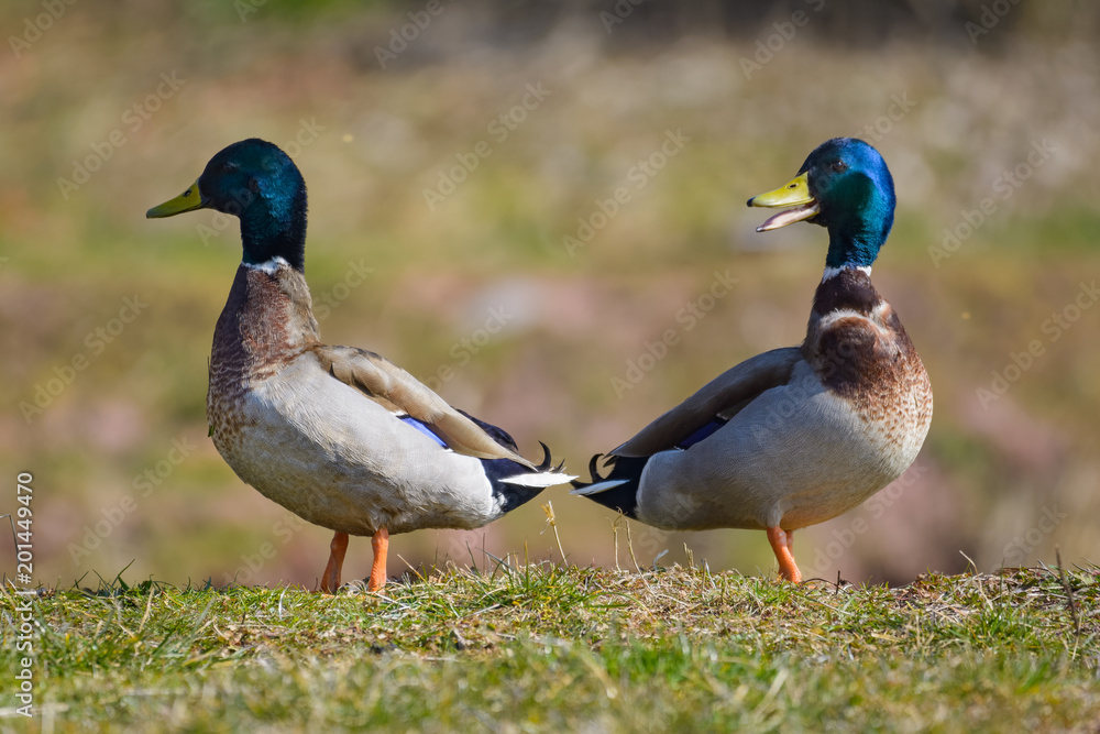 Two male mallard ducks standing near a lake Two male mallard ducks standing near a lake