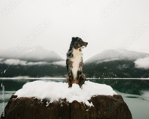 Kodi on a stump photo