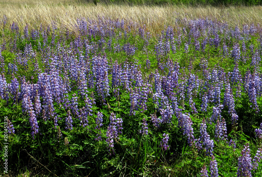 Obraz premium Lupine 