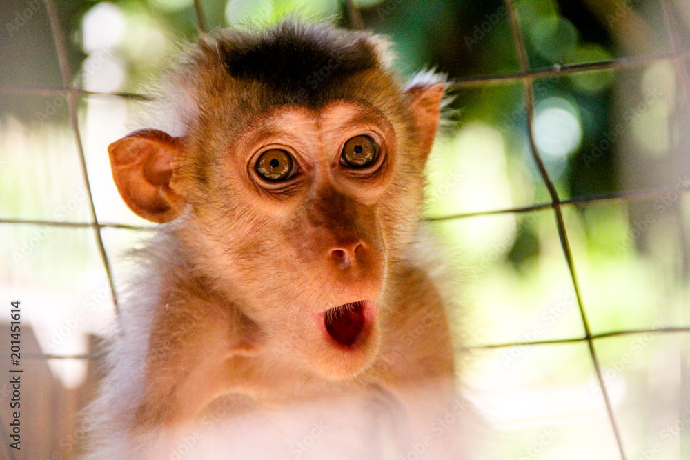 Monkey expression or meme are captured Stock Photo