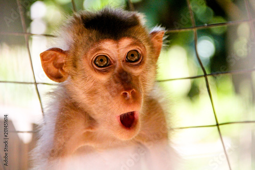 Φωτογραφία Monkey expression or meme are captured