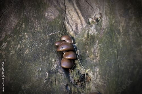 mushrooms on a tree in the forest photo