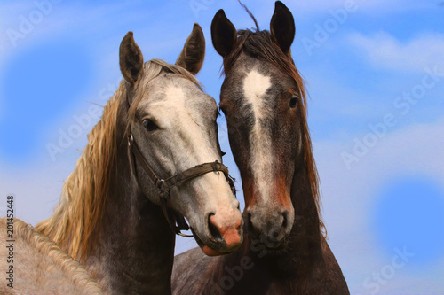 Pair horses with blue sky photo