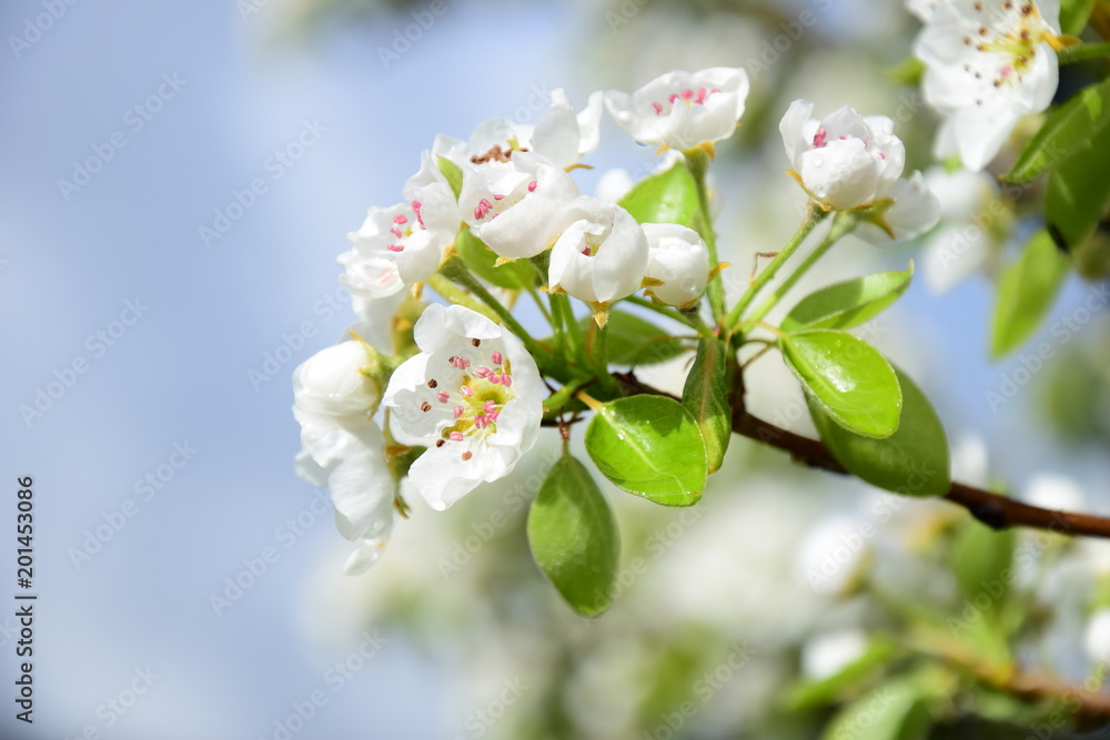 Fototapeta premium Birnenblüte mit Regentropfen