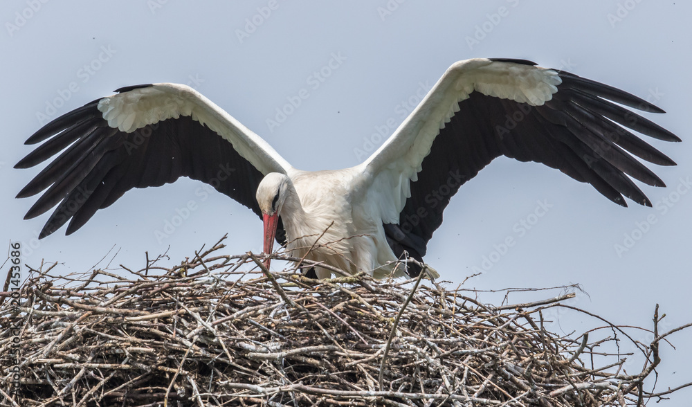 Fototapeta premium storch im nest