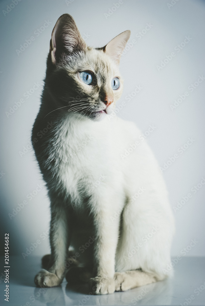 Gato Gato