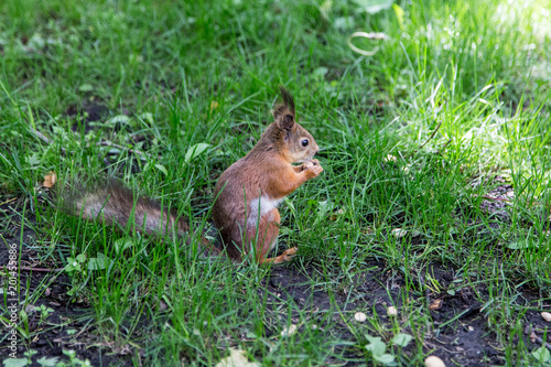 Squirrel  Sciurus vulgaris  from Moscow city park.