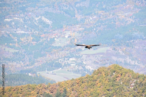Bearded vulture   flying freely wings wide open. With mountains and landscape from Drome Provencale  France
