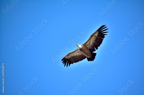 Overflight of a griffon vulture, wings wide open. Flying freely in a blue sky in Drome Provencale, France