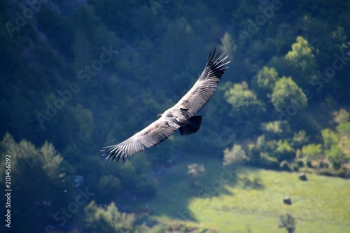 A view from above of a griffon vulture in Baronies, flying freely in the sky. With shadowed mountains and sunny meadows in the background. Iin Drome Provencale, France