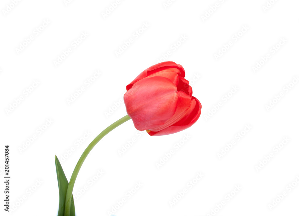 Red tulip beauty flower on the white Red tulip beauty flower on the white