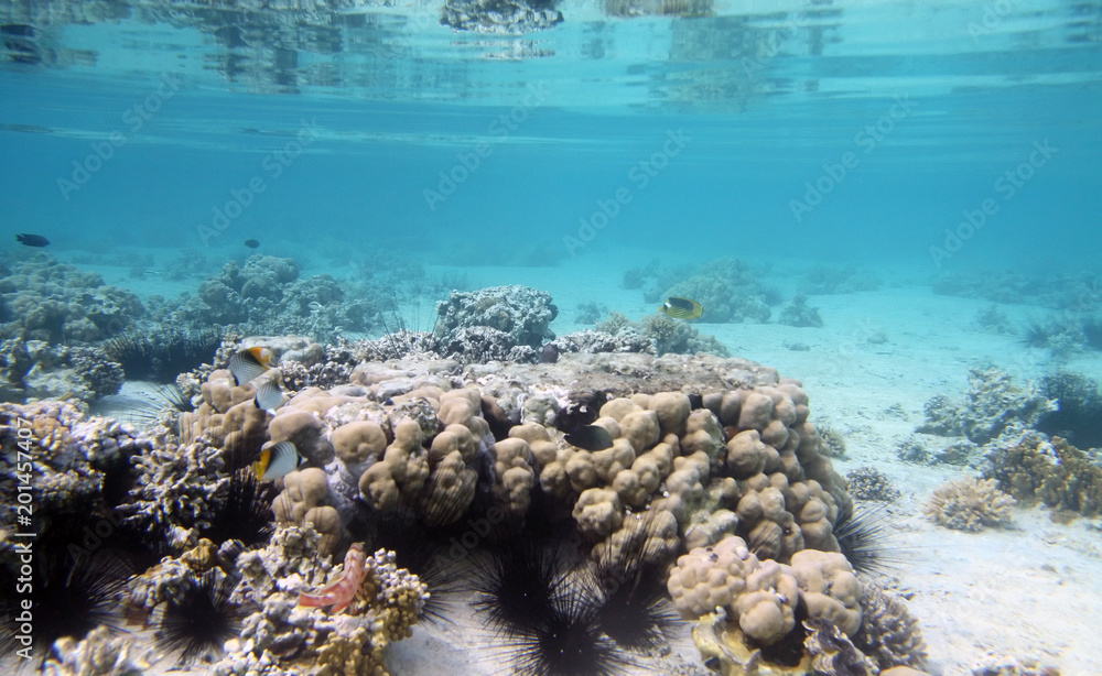 Fototapeta premium Beautiful coral reef in red sea