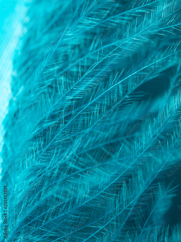 Blue feather as an abstract background Blue feather as an abstract background
