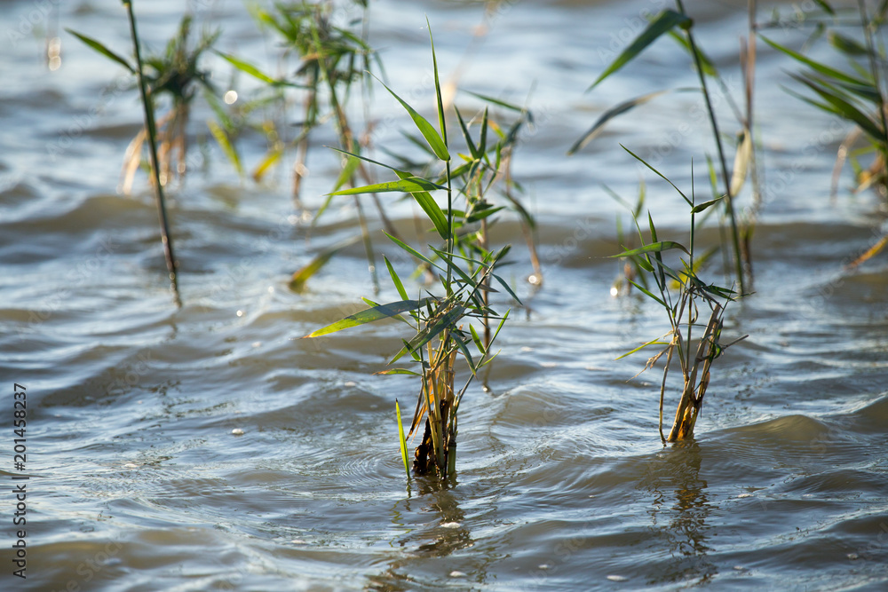 Reeds on the waves of the reservoir as a background Reeds on the waves of the reservoir as a background