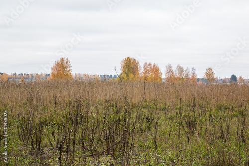Field and trees on the background in an autumn
