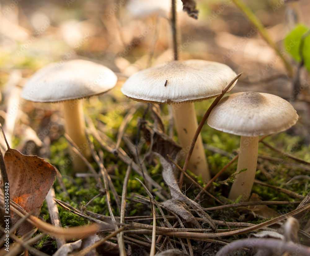 Fototapeta premium Inedible fungus grows in the woods outdoors