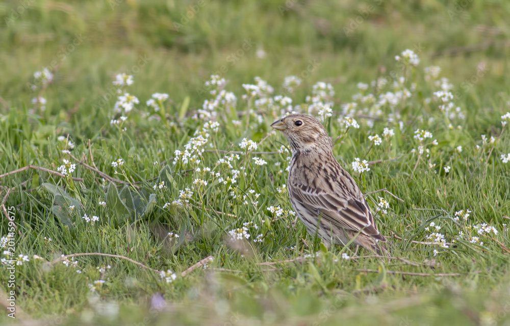 Fototapeta premium Corn Bunting