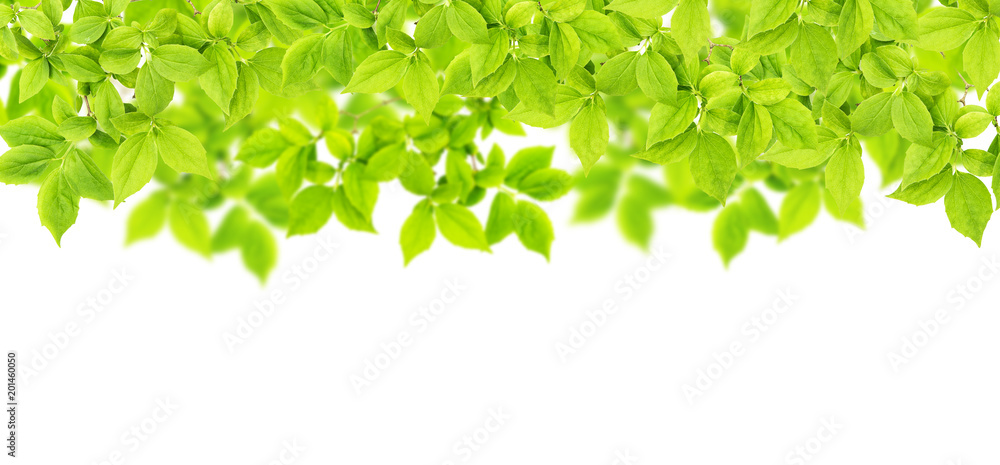 Fototapeta premium Twigs green leaves white background Spring tree