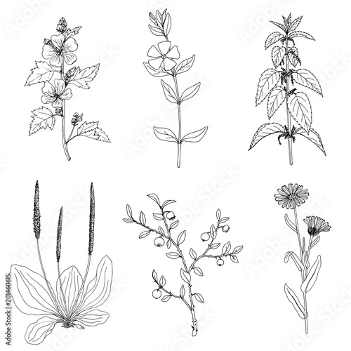 Ink drawing plant of nettle