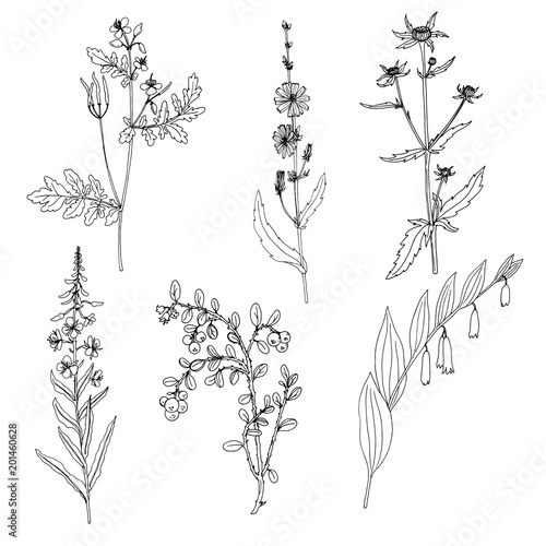 Ink drawing plant of celandine