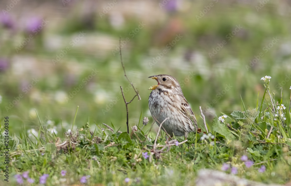 Fototapeta premium Corn Bunting