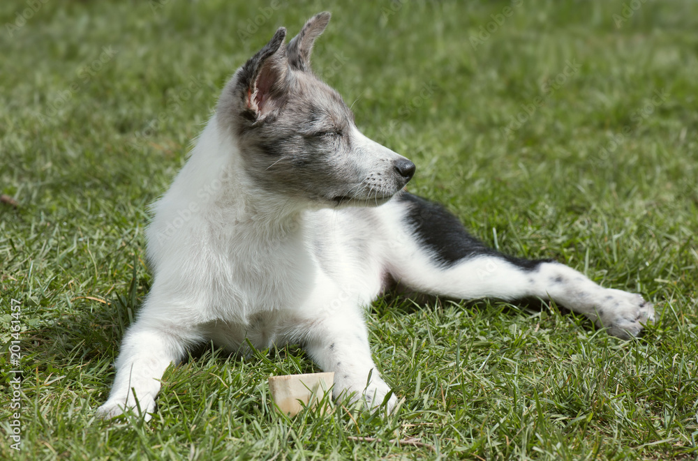 The dog lies on the grass with his eyes closed. The dog lies on the grass with his eyes closed.