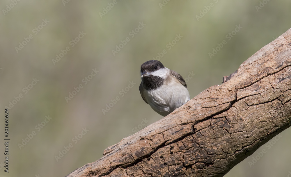 Fototapeta premium Sombre Tit