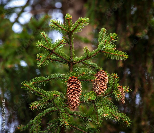Spruce Branch with the Cones