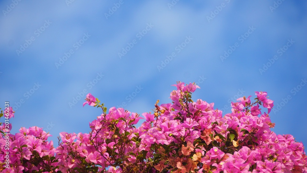 Bougainvillea