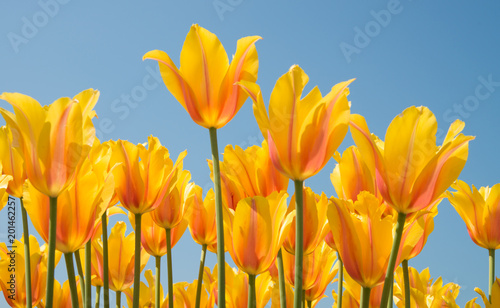 Fototapeta Naklejka Na Ścianę i Meble -  Field of tulips - Campo di tulipani