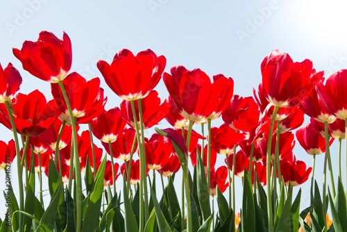 Fototapeta Naklejka Na Ścianę i Meble -  Field of tulips - Campo di tulipani
