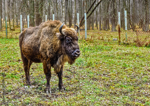Wallpaper Mural Bison, aurochs in the territory of the Prioksko-terraced reserve. Moscow region. Autumn. Torontodigital.ca