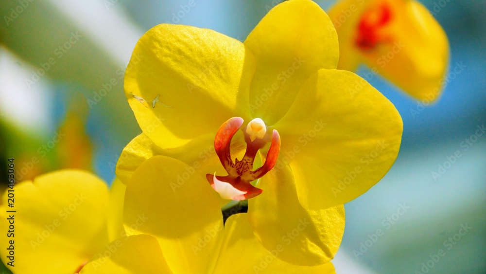 Phalaenopsis Blume - Moth orchids Phalaenopsis Blume - Moth orchids