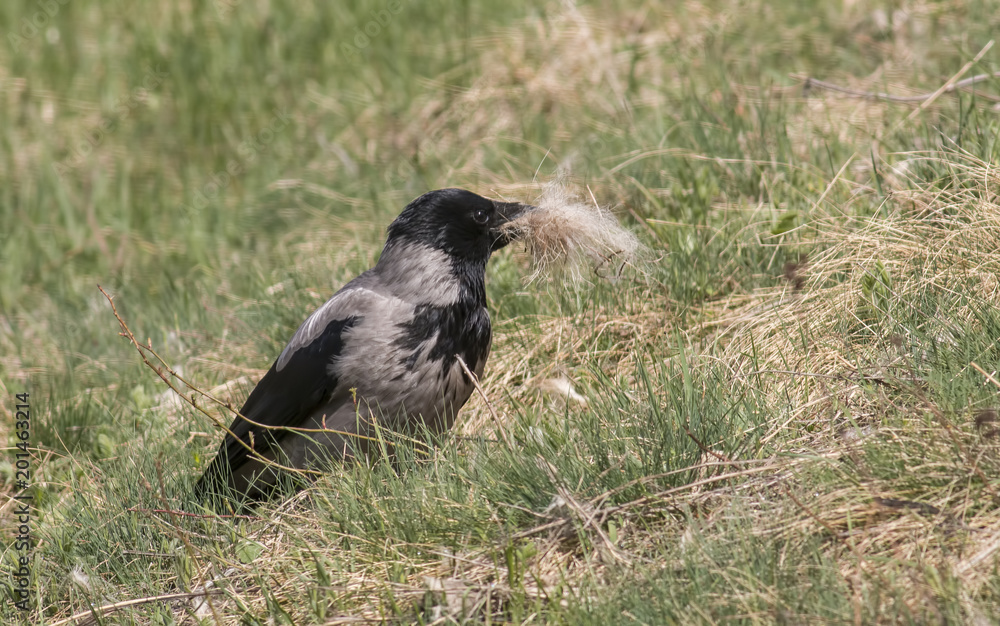 Obraz premium Hooded Crow