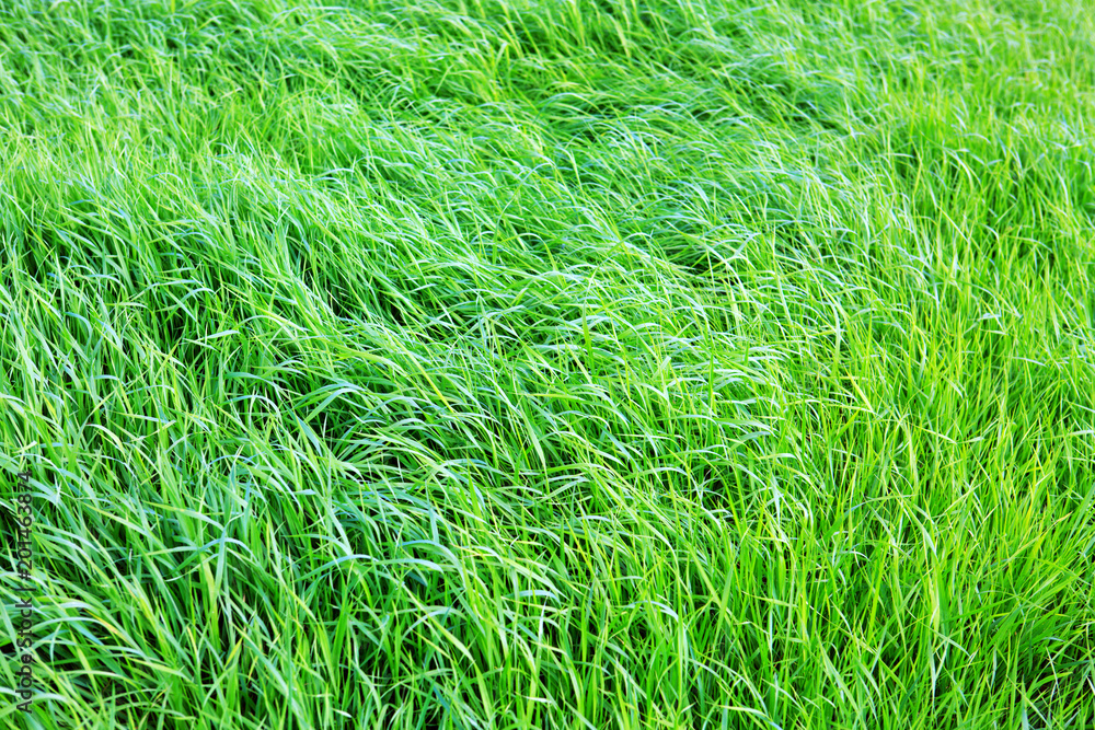 Green grass field background. Green grass field background.