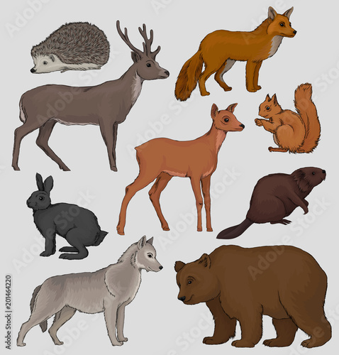 Wild northern forest animals set, hedgehog, raccoon, squirrel, deer, fox, hare, beaver, wolf, vector Illustrations on a grey background © Happypictures