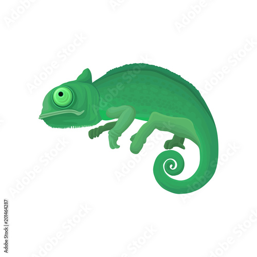 Chameleon wild african animal vector Illustration on a white background