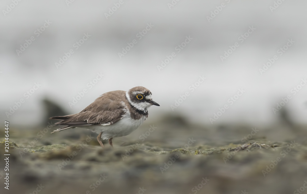 Little Ringed Plover Little Ringed Plover