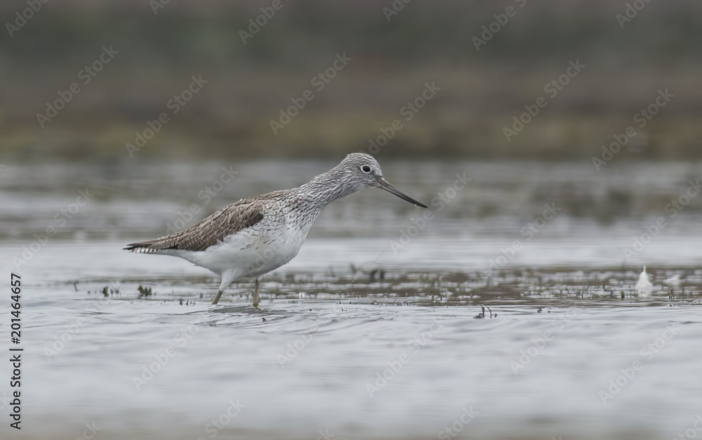 Common Greenshank Common Greenshank