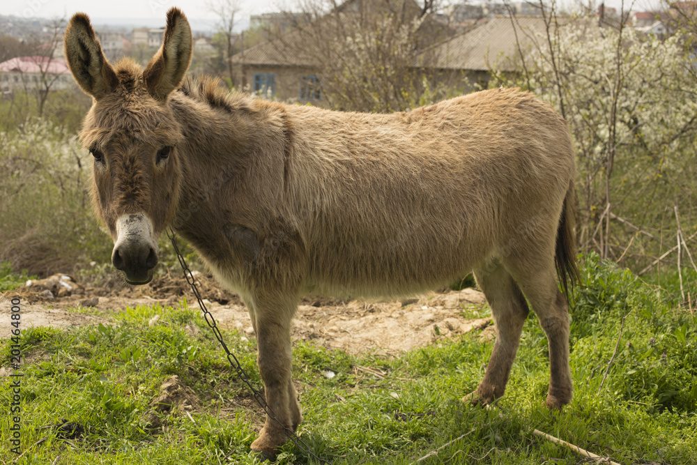 Donkey grazing on a chain near the house. Donkey grazing on a chain near the house.