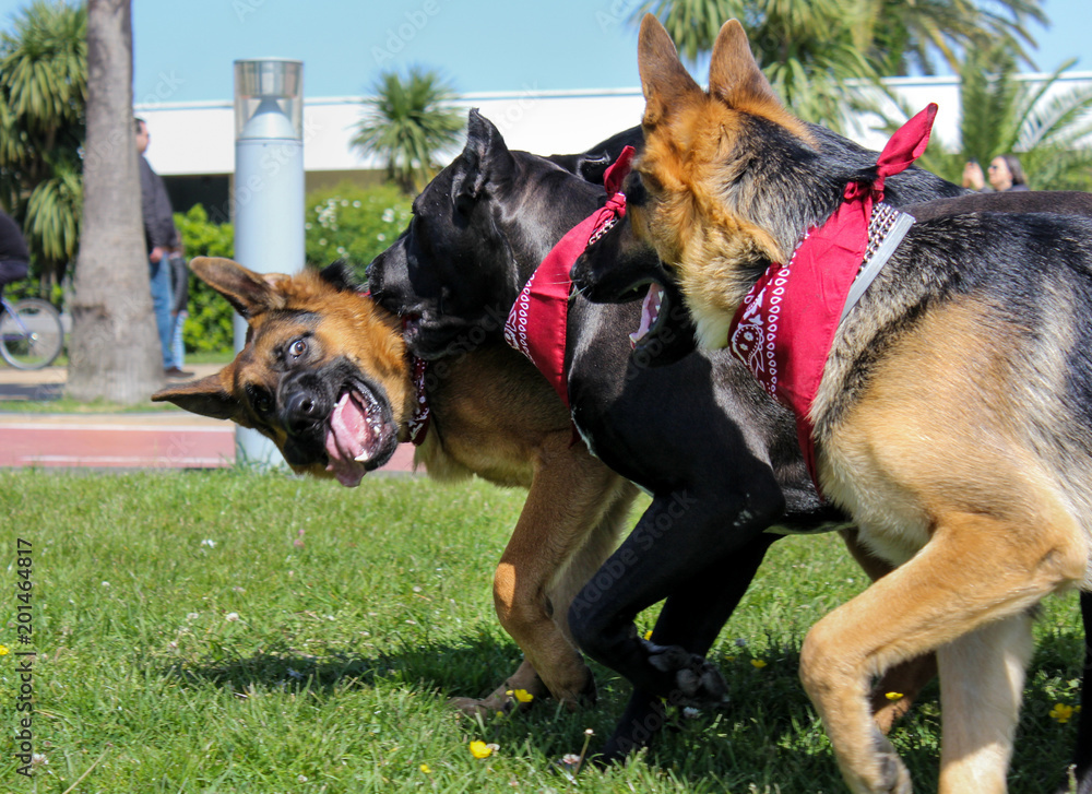 who would win in a fight between a german shepherd or a cane corso