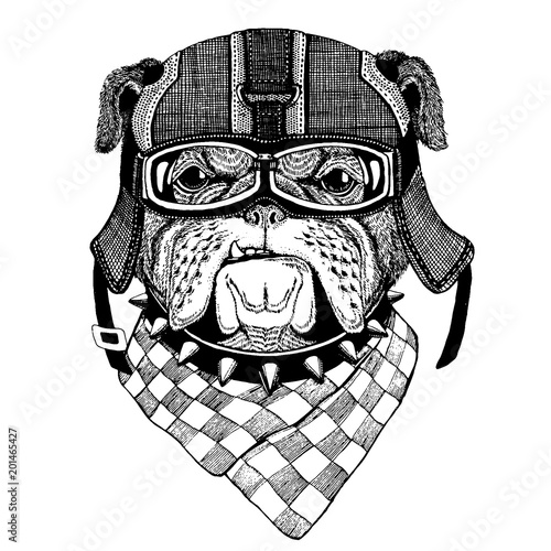 Bulldog, dog. Animal wearing motorycle helmet. Image for kindergarten children clothing, kids. T-shirt, tattoo, emblem, badge, logo, patch