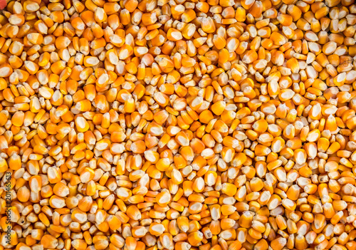 corn seed background