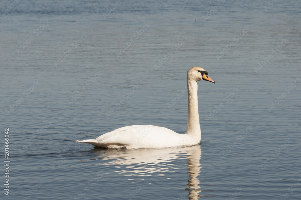 swan swimming on the river
swan swimming on the river
