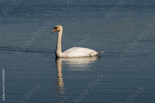 swan swimming on the river  