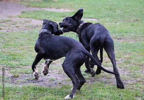 two funny black great danes are plaing in the garden
