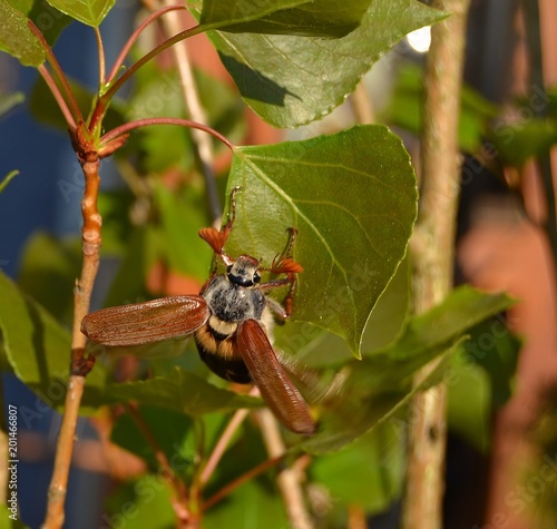 Maikäfer photo