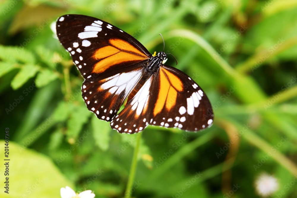 Black Veined Tiger,Danaus melanippus,Patterned orange white and black color on the spreading wing,The butterfly seeking nectar on flower in the field with natural green background,Thailand
Black Veined Tiger,Danaus melanippus,Patterned orange white and black color on the spreading wing,The butterfly seeking nectar on flower in the field with natural green background,Thailand