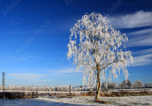 Frozen irish tree photo