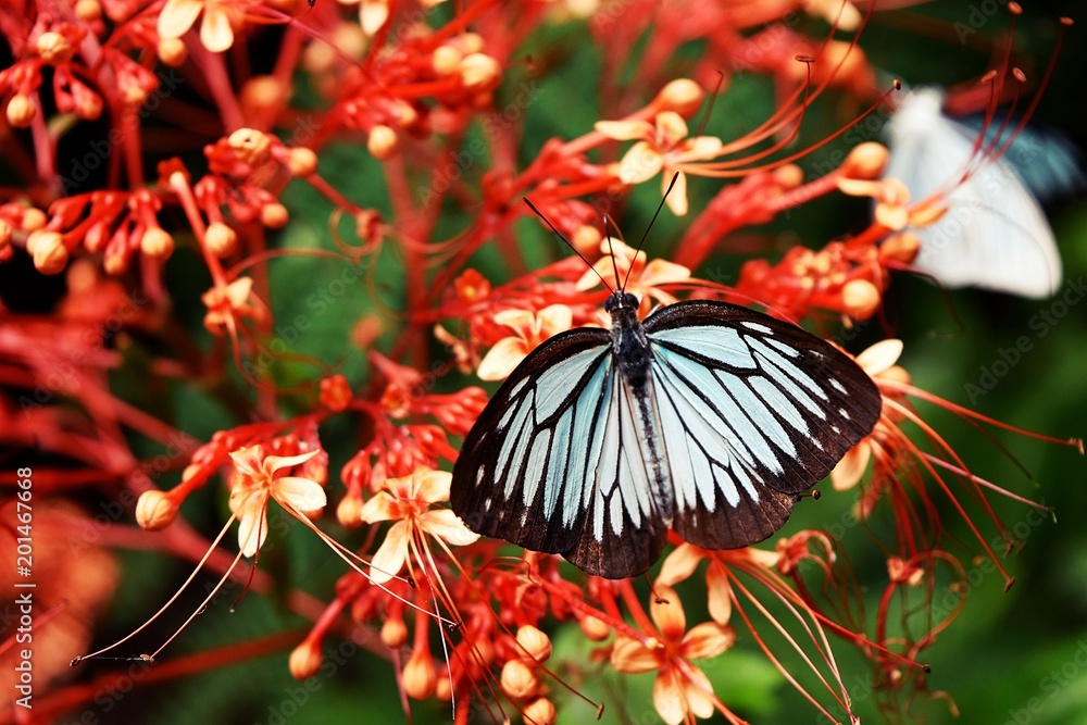 Obraz premium The red flowers with butterflies suck nectar from pollen .Black pattern on blue wing of the beautiful butterfly , Ixora Cibdela Craib,Thailand